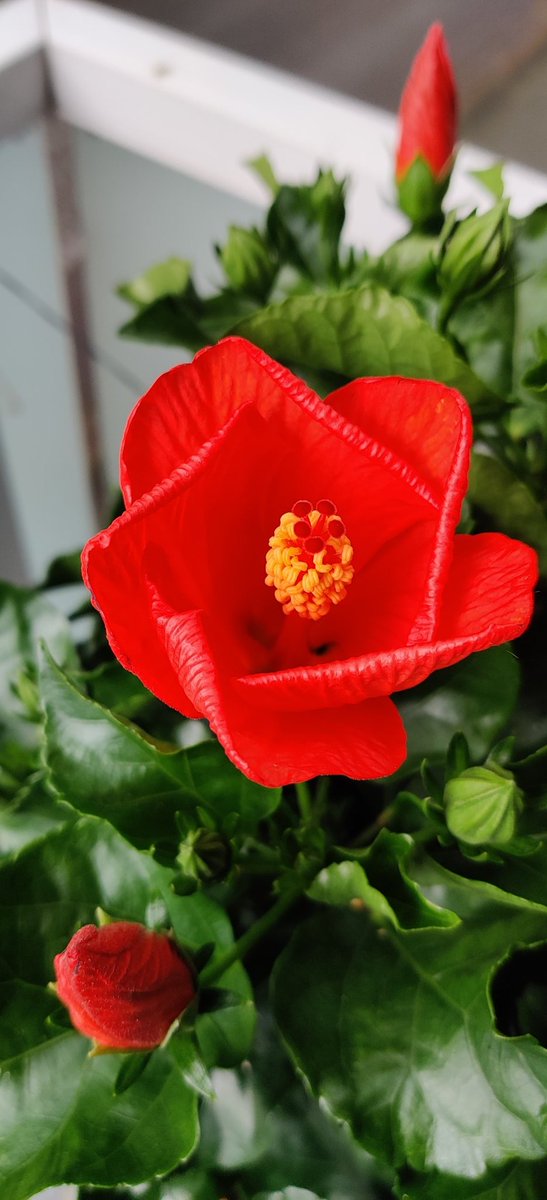 Dirk_van_Dam's tweet image. Laten we de kracht van twitter inzetten en een prachtig bloemetjes draad maken voor een gezin dat het nu erg zwaar heeft: @Yimmekke Mayim Kolder
@Kanteldenker Marcel Kolder
@MichelleRutten Michelle Rutten
Machiel Kolder
💝
#Krachtwens #BloemetjesDraad