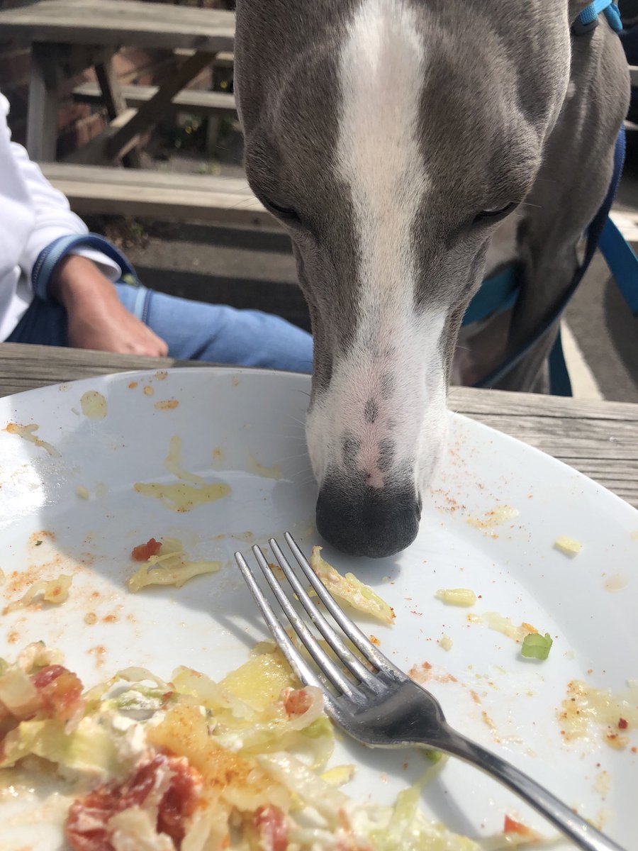 Yes!  Me can help de pub hoos wiv washing up ❤️❤️🐾🐾🐾❤️🐾❤️