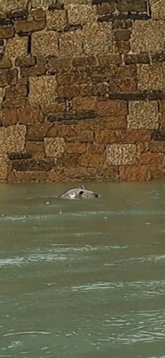 Images (taken by Si “Cousteau”) from another wonderful Sunday morning swim in #Newquay.  (However, saddened to hear one of our fishermen friends say there was an absence of fish; which he blamed on industrial fishing vessels with drag nets operating off our coast..) https://t.co/h32LGezQE4