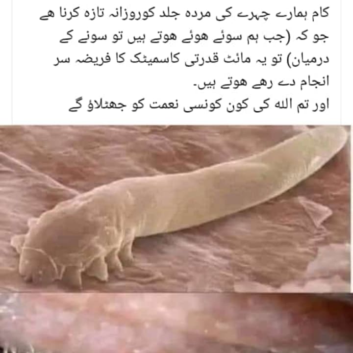 wasey basit (@waseybasit49391) on Twitter photo 