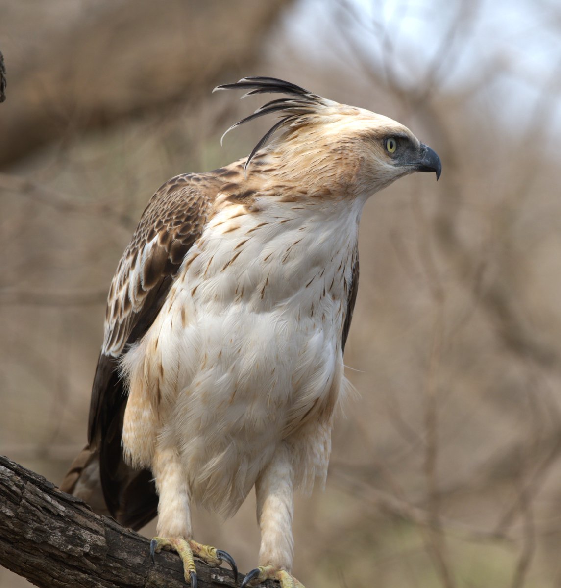 #Eagle some time look other side also #SasanGir #Gujarat #twitter #IndiAves #nature #wildlife
@IndiAves🙏#ThePhotoHour
 @dcfsasangir @GujForestDept
@GujaratTourism @NatGeoIndia @incredibleindia
@birdsaroundme @BirdWatchingMy @PlaceForBirds
@InfoGujarat @HoffPccf @birdnames_en