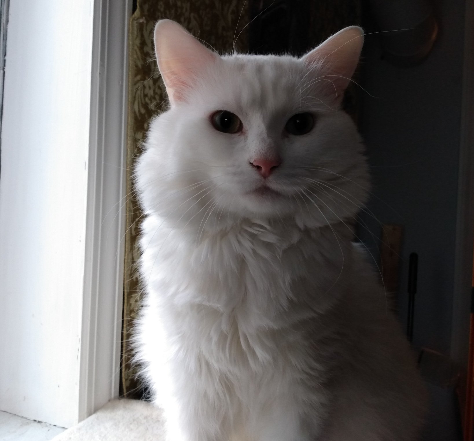 staff of one on Twitter "💥News flash💥 Phin has figured out how to open