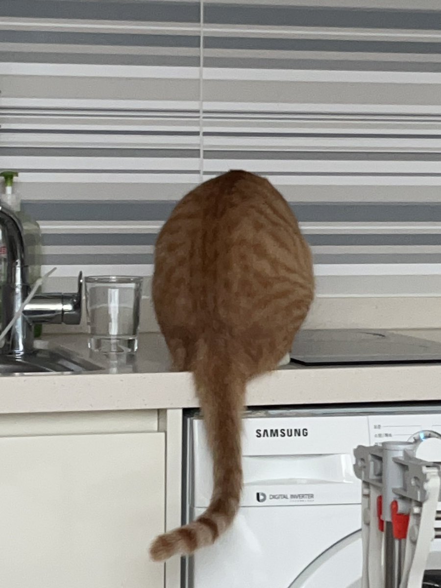 고양이 엉덩이인지 키위새인지 🥝