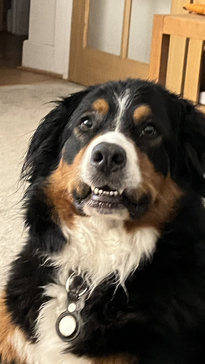 Maggie Dog tweet media