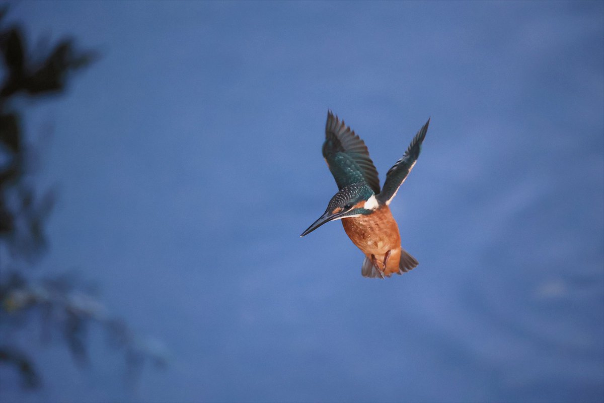 toczomaldiver's tweet photo. 幼鳥ホバ💙

#カワセミ
#kingfisher https://t.co/z7JwzRgxAI