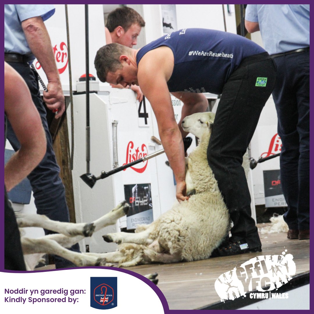 CFfICymru's tweet photo. Rydym yn ffodus i fedru rhoi platfform i'n haelodau i gystadlu yn y gystadleuaeth cneifo yn Sioe Frenhinol Cymru yn flynddol🐑✂️🏆

Hoffem ddiolch i Wlân Prydain am noddi'r gystadleuaeth Cneifio! 👏

#cffiyfc #CFfiynySioe #rwas #cafc @BritishWool https://t.co/fn9E4VMaB4