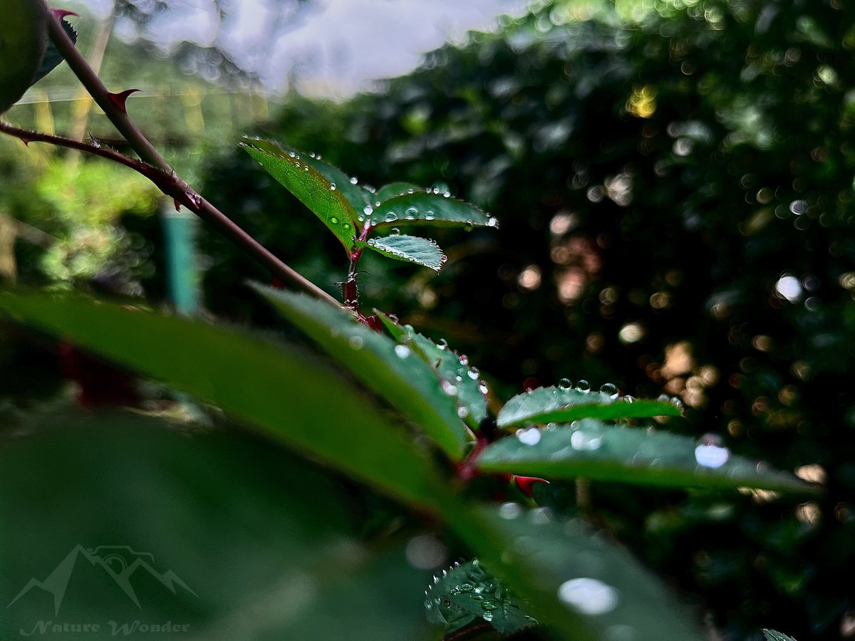 NatureWonder_'s tweet photo. Leaves are more beautiful then flowers ♥️ 
#nature #nature_wonder_insta #naturewonder https://t.co/f3khGPbmSS