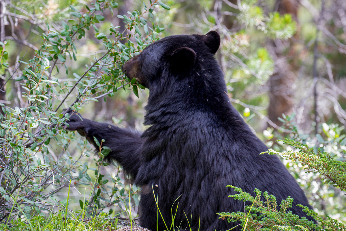 JasperNP's tweet photo. It's berry season. Bear encounters are likely. Berry bushes border trails, roads and campgrounds. Black and grizzly bears are feeding on berries right now. Make lots of noise while on the trails! 
If you see a bear, stay calm, back away slowly and leave the area. Never run. https://t.co/gPiSPrVUZC
