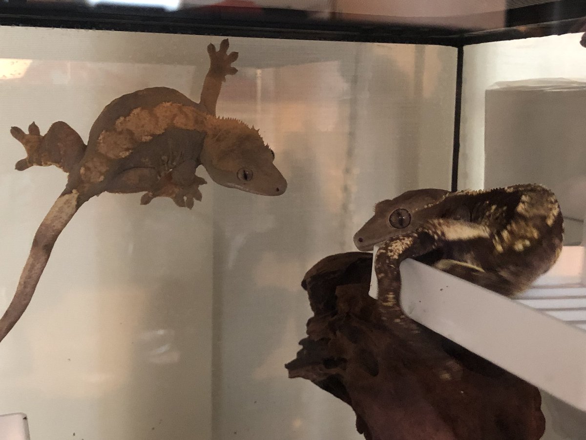 クレス新入荷＆在庫紹介！ : 爬虫類倶楽部