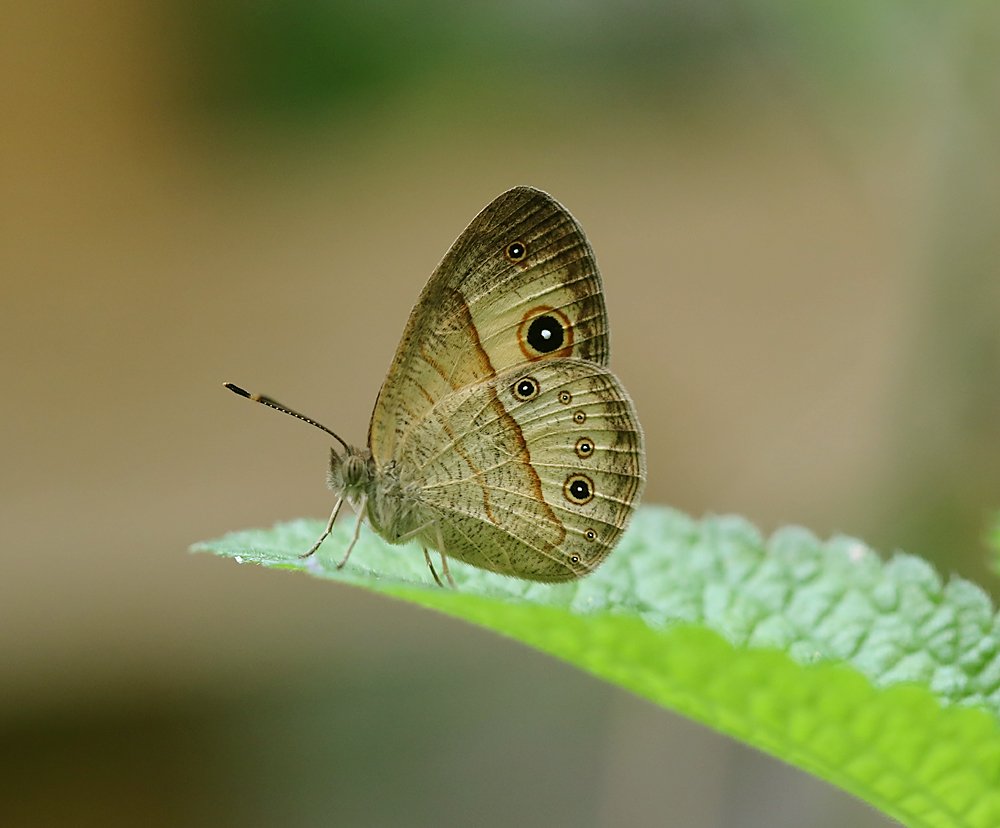 Heteropsis fuliginosa a Small Bush Brown Butterfly from the Afrotropical island of Madagascar.  Taken @StratButterfly.
#Stratfordbutterflyfarm @StratButterfly #Butterflies