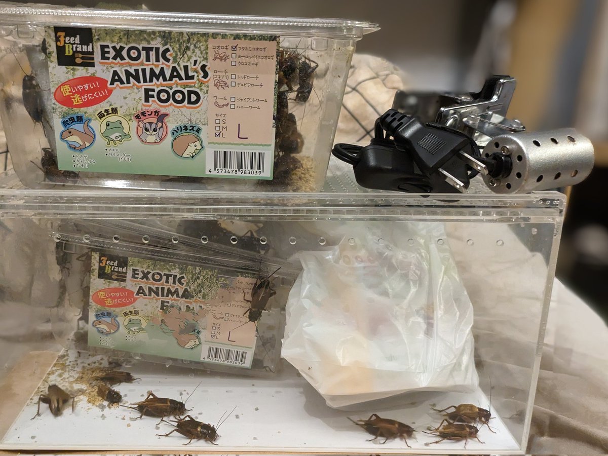 hachupasi's tweet image. アクバスお疲れ様でした！私はレオパのタンジェリンの子を2匹お迎え、@reptile_lab女子生き物ラボのゆきおさん使用済レフボとマイロサン専用クリップを購入。FeedJapanさんの無料配布コオロギ、ファットテールさんに寄ってT シャツ購入、さらに念願のひょうえもん色紙をメルカリでゲットしました！