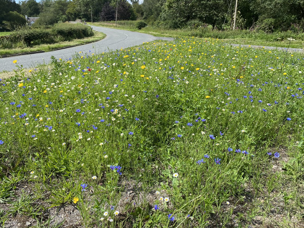 Upper Urr Environmental Trust (@upperurret) on Twitter photo The wildflower areas planted by UUET (funded by <a href="/InspiringSland/">Inspiring Scotland</a>) looking superb in the sun. Many thanks to <a href="/dgcouncil/">Dumfries and Galloway Council</a> roads Team for cutting back the bare minimum around the edges! #TakeSmallSteps #BiodiversityCrisis #Galloway The wildflower areas planted by UUET (funded by <a href="/InspiringSland/">Inspiring Scotland</a>) looking superb in the sun. Many thanks to <a href="/dgcouncil/">Dumfries and Galloway Council</a> roads Team for cutting back the bare minimum around the edges! #TakeSmallSteps #BiodiversityCrisis #Galloway