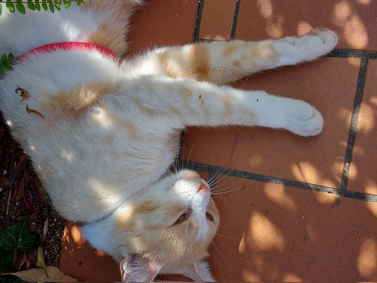 MadEm108's tweet photo. @buitengebieden My neighbour's girl chilling under our bushes https://t.co/zQ2SDVSchg