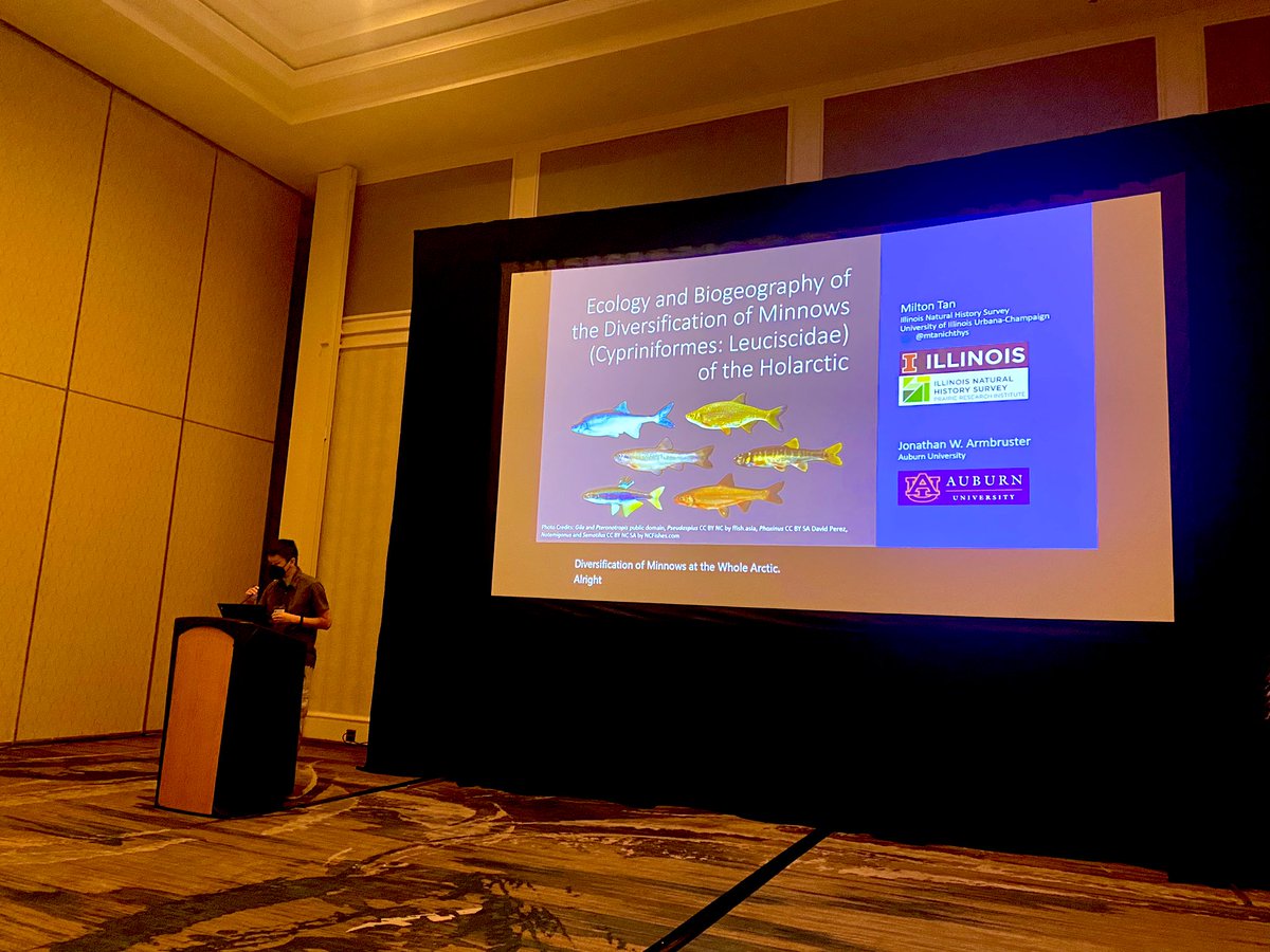 One of the stars of @IchsAndHerps - @mtanichthys talking about diversification rates in the lueciscid minnows - a family with 600+ species - the most diverse non-tropical family of fishes that is found across the Northern hemisphere #JMIH23 https://t.co/86RZIBoLqC