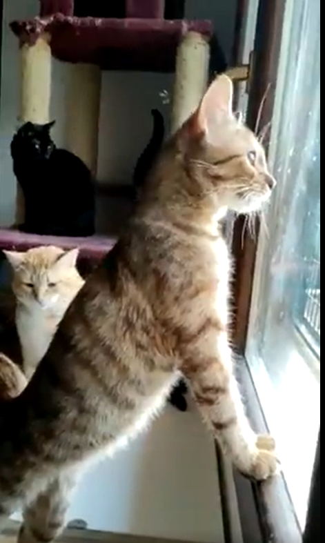 lara_santuario's tweet photo. ASLAN 2 Y LOIRA adoptados conjuntamente 
No tenemos palabras de agradecimiento para su adoptante: GRACIAS por darles esta oportunidad❤️❤️❤️
Por favor si alguien amadrina o apadrina a ASLAN 2 y/o LOIRA q se ponga en cto por wp con Montse pq ya no precisan padrinos 691598283 https://t.co/orbuwNBs5j