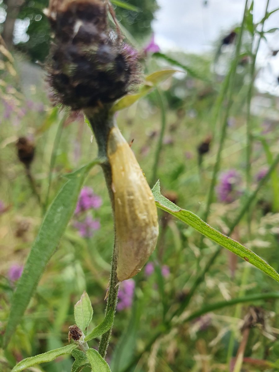 Anyone know what might be in here? #wildlife #garden <a href="/EssexWildlife/">Essex Wildlife Trust</a> <a href="/bc_cambs_essex/">BC Cambs and Essex</a> <a href="/Kate_Bradbury/">Kate Bradbury 🏳️‍🌈</a> <a href="/NearbyWild/">NearbyWild #RewildTheEarth 🍃💚🍃</a>