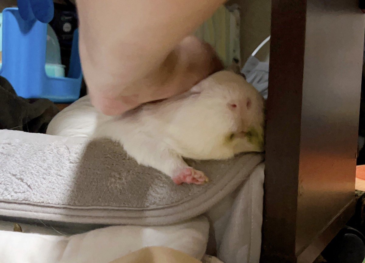 nibouta's tweet image. うちの子
いつも可愛いいをありがとう！
長生きしてほしい。
 #モルモット感謝の日