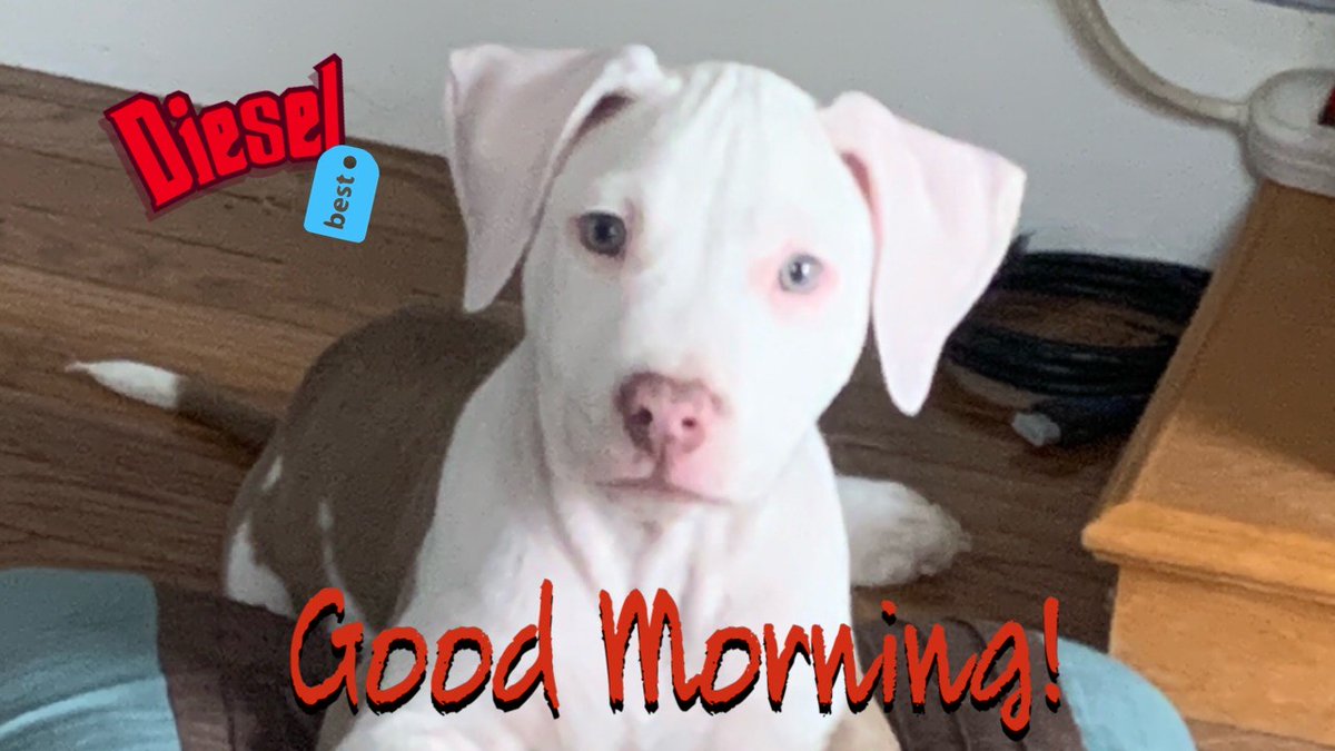 Chris__Crypto's tweet photo. Start somewhere, start small! Crypto has room for us all, ya k. That's why I'm no poet.. #goodmorning #diesel #cryptoguard #instacute #bitcoin #btc #entreprenur #sidehustle #workhardplayhard #grindon #linkinbio #goodluck #goodvibes #pitbull https://t.co/juQ9QVcbZw