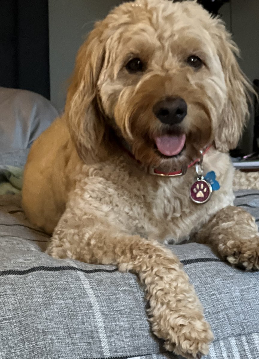 Sandy_Mackey's tweet photo. #SundayMorningOverEasy with Teddy Lou 🐾 https://t.co/o7YsT10GcK