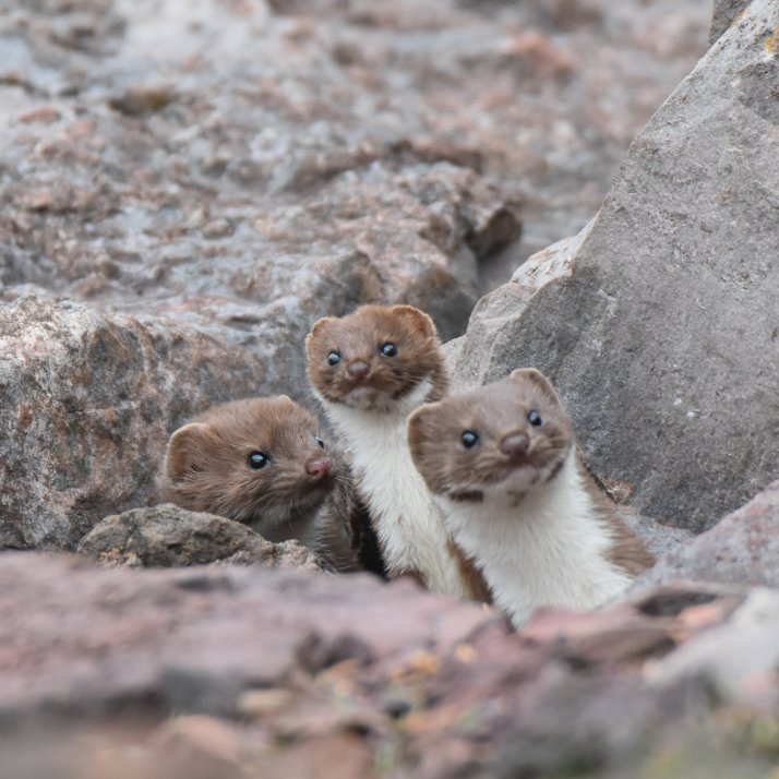 OutwestDreamin's tweet photo. Watched these 3 Weasel at RSPB Hodbarrow this morning. Fab watching the 3 cross open ground, looking like a 12 legged furry snake. https://t.co/CRj1DkKyrb