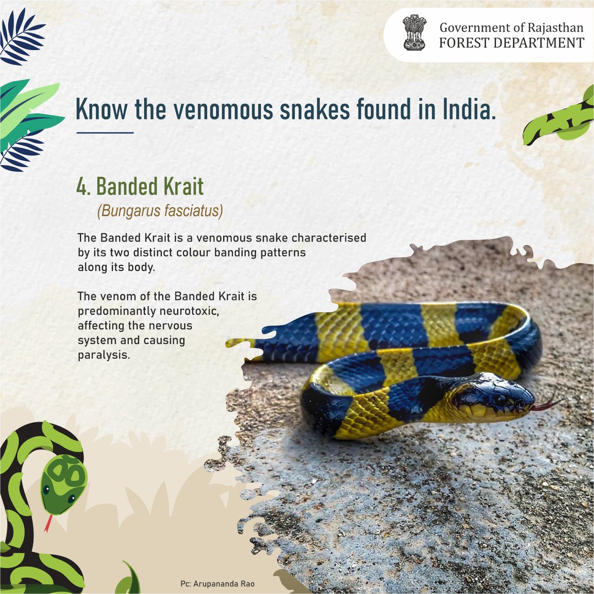 ForestRajasthan's tweet photo. Banded Krait 
(Bungarus fasciatus)
#bandedkrait #bungarusfasciatus #reptileaddict #coldbloodedanimals #wildlifeplanet #reptilesofrajasthan #rajasthanwildlife
#wildlife #wildanimals #biodiversity
@incredibleindia @TheWCS @WCSIndia @moefcc https://t.co/IoEFsQWPVy