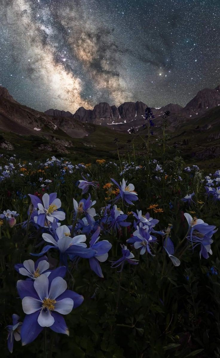 artindetails's tweet photo. starry night https://t.co/b9MJKxBeb9