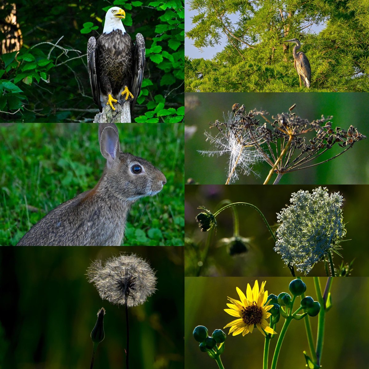 We would like to thank Bob Turner for capturing these wonderful nature pictures here from Marion County. #marioncountyparkdistrict #birdsofohio #nativeplants #ohiobirds #ohiobird #ohiobirding #ohiobirdnerds #ohiobirdwatching #ohiowildlife #ohionaturelovers #ohionature #MarionMade