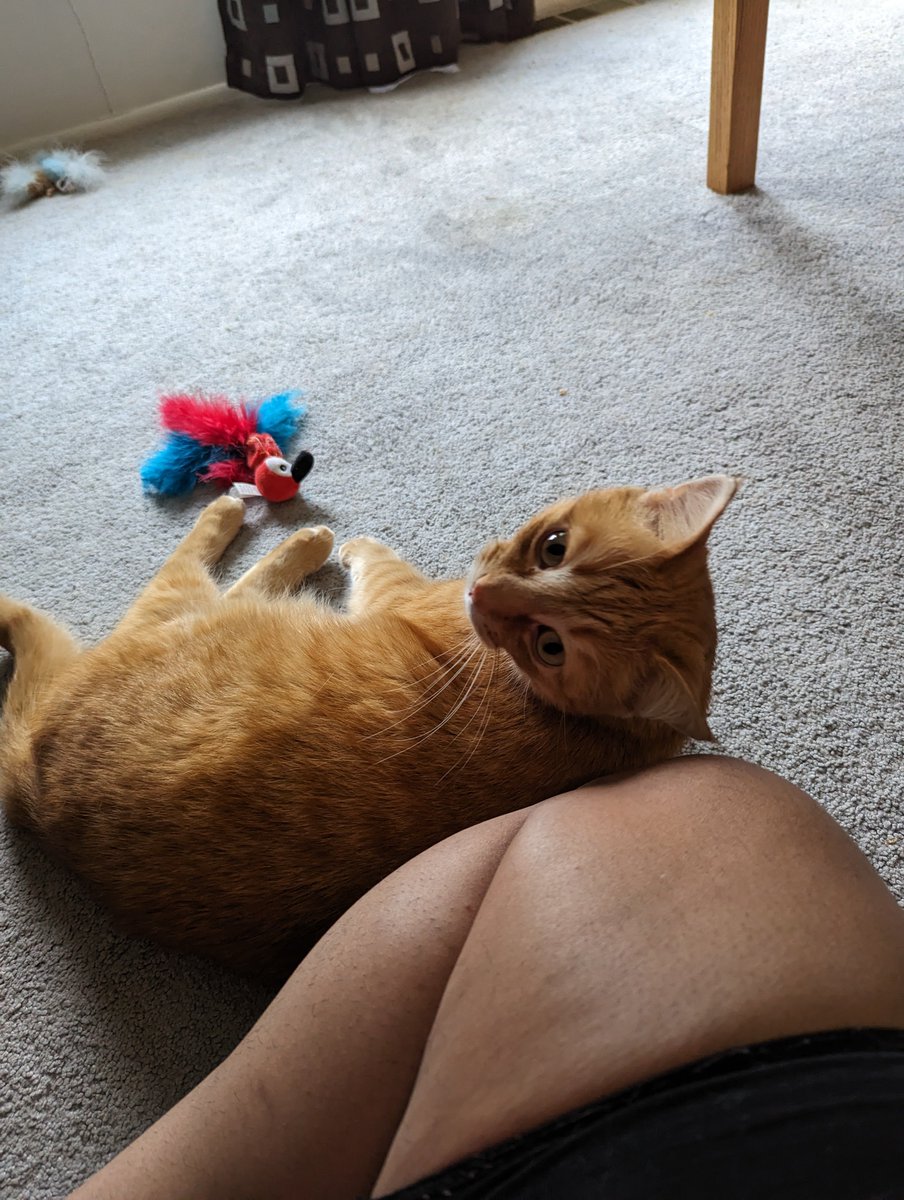LaylaOmorose's tweet photo. Hanging out with Hammy aka The Hammer (I need to connect my.FB and Twitter since I actually posted this in the morning) https://t.co/zQtUqH5ag6