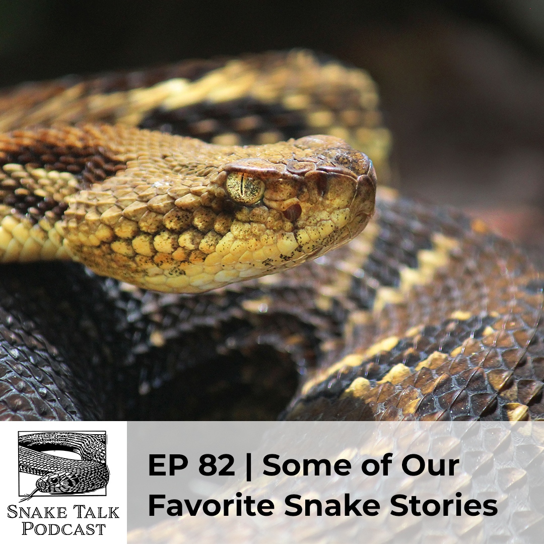 Happy #WorldSnakeDay!  Here it is! We’ve put together 10 of our favorite stories from podcast guests over the years. So pretend you're sitting around a campfire with your favorite beverage in hand, and listen in to Some of Our Favorite Snake Stories. oriannesociety.org/snake-talk/