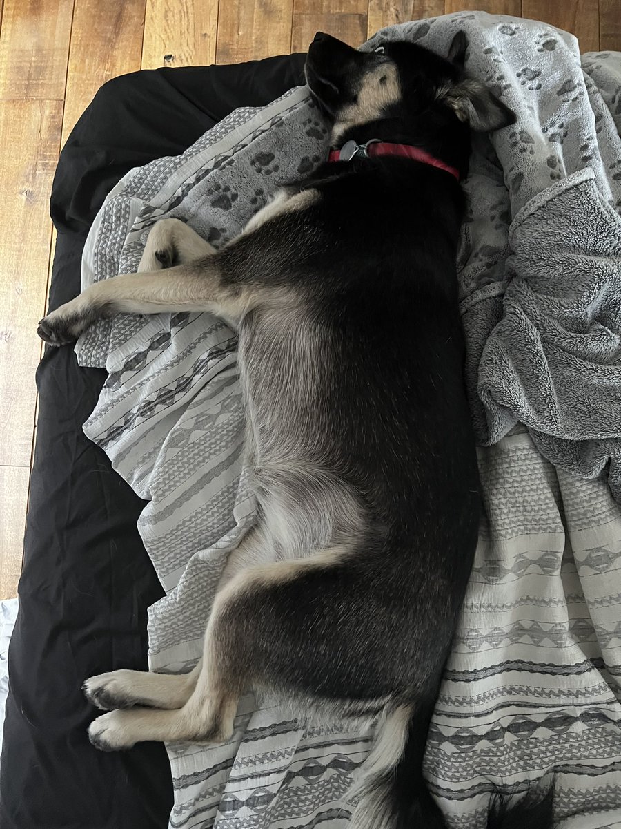 NatFrack's tweet photo. @buitengebieden Almost 10am and still in bed… #lazysunday #bestdoglife https://t.co/mW6URuu49N
