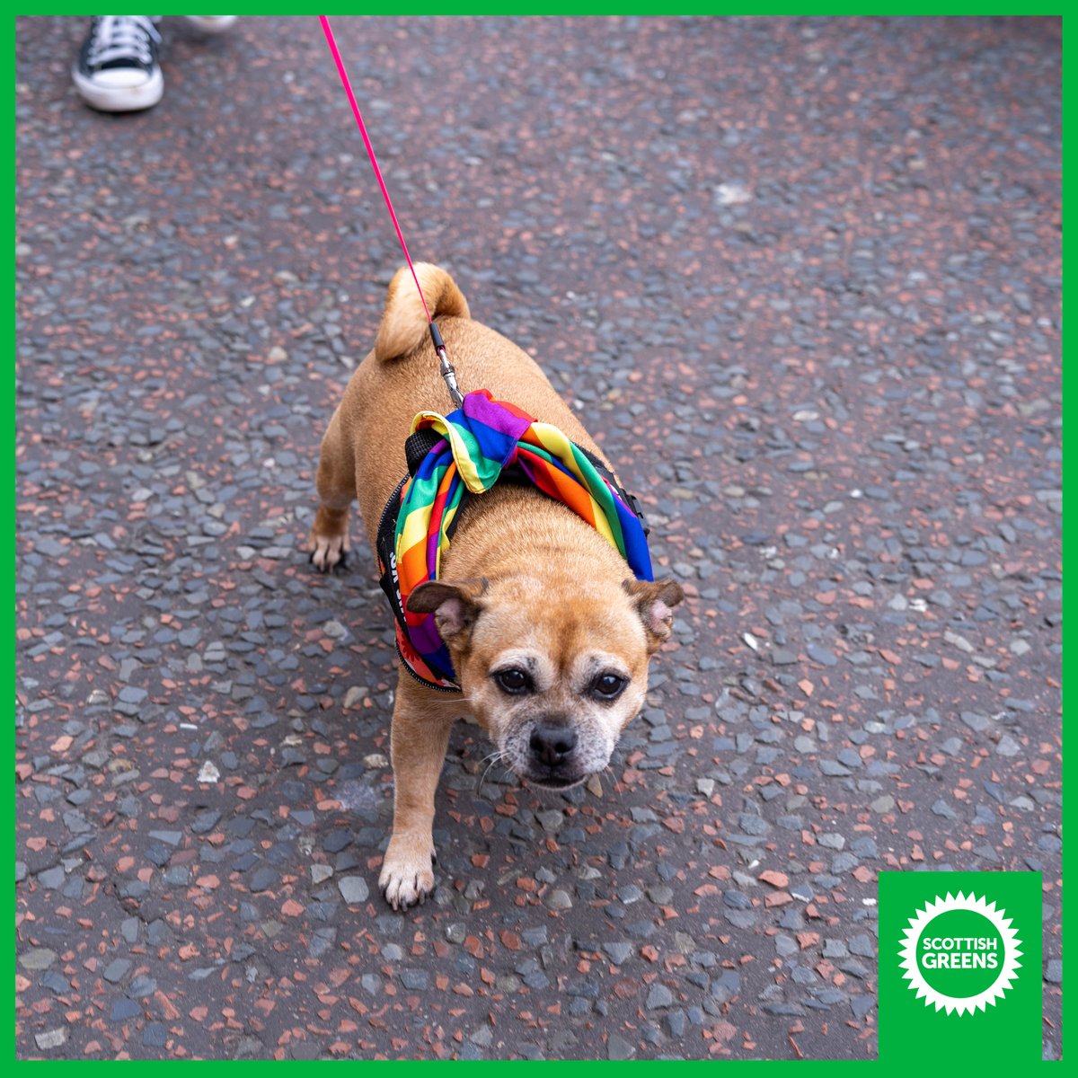 scottishgreens's tweet photo. Look at some of these fabulous #DogsOfPride π³οΈβπ https://t.co/po4ABNNpmM
