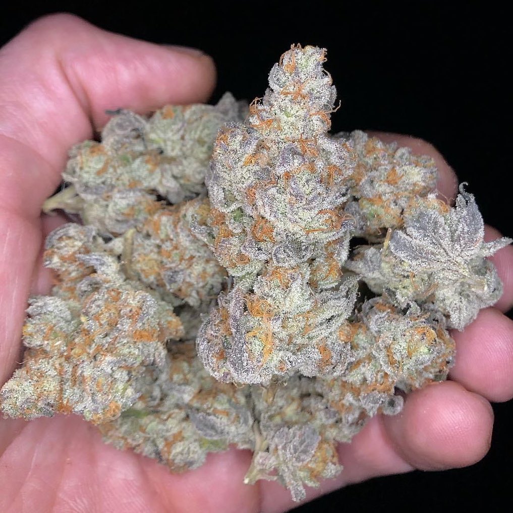 _StonersRUs_'s tweet photo. Mimosa Cookies 🍪😍💚

#StonerFam #Mmemberville #WeedLovers #CannabisCommunity https://t.co/JRn9TfqpvJ