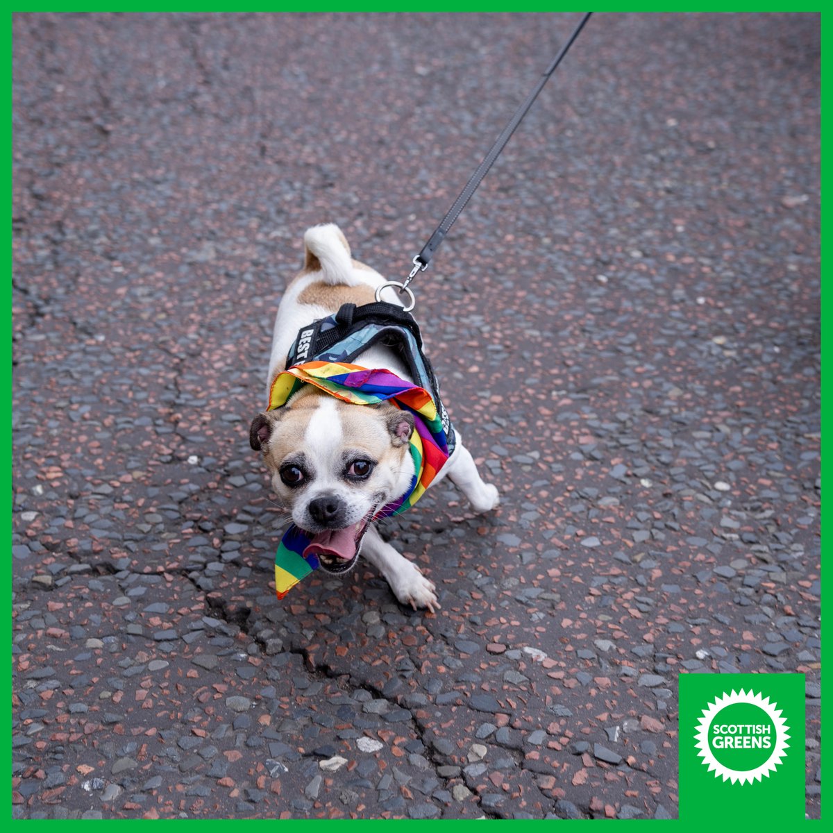 scottishgreens's tweet photo. Look at some of these fabulous #DogsOfPride π³οΈβπ https://t.co/po4ABNNpmM