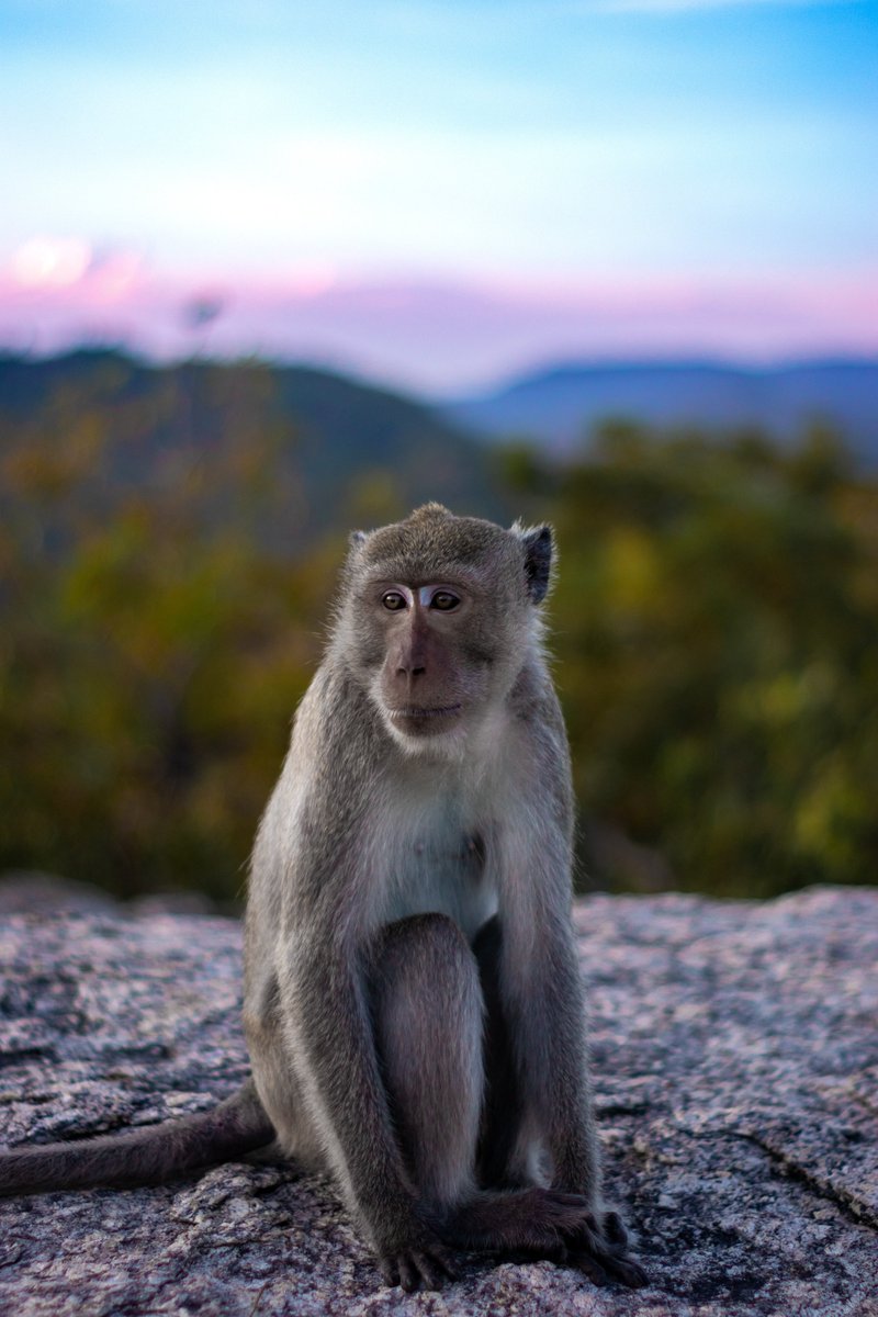 GreenEmerging's tweet image. Long tailed Macaque
-
-
-
#monkey #macaque #animals #animal #wildlife #wildlifephotography #nature #naturephotography #naturelovers #sustainability #outdoor #india #emerginggreen #JournoRequest #PRRequest