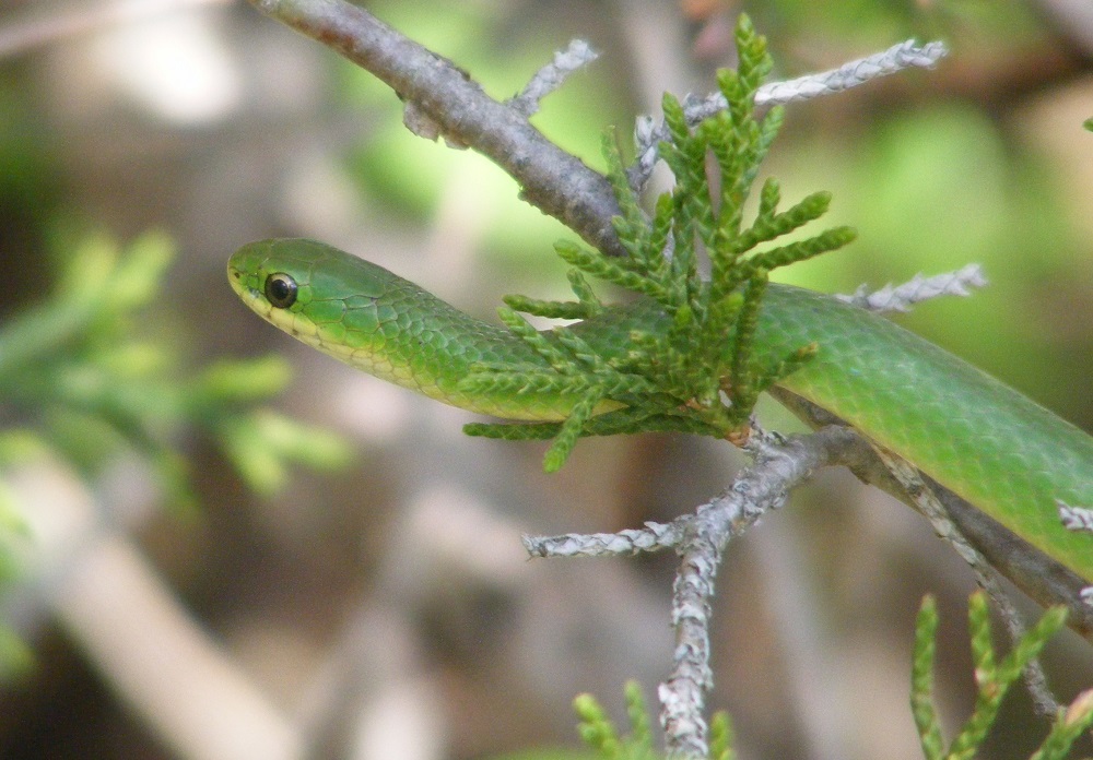 OntarioParks's tweet photo. Ssss-ssss-sssssss-sss! 🐍 

(That's snake for "Happy #WorldSnakeDay!")

In honour of this ssssspecial day, here are eight cool facts about this slithering species: https://t.co/pkaJQ3duay https://t.co/rkrM5vIvZX