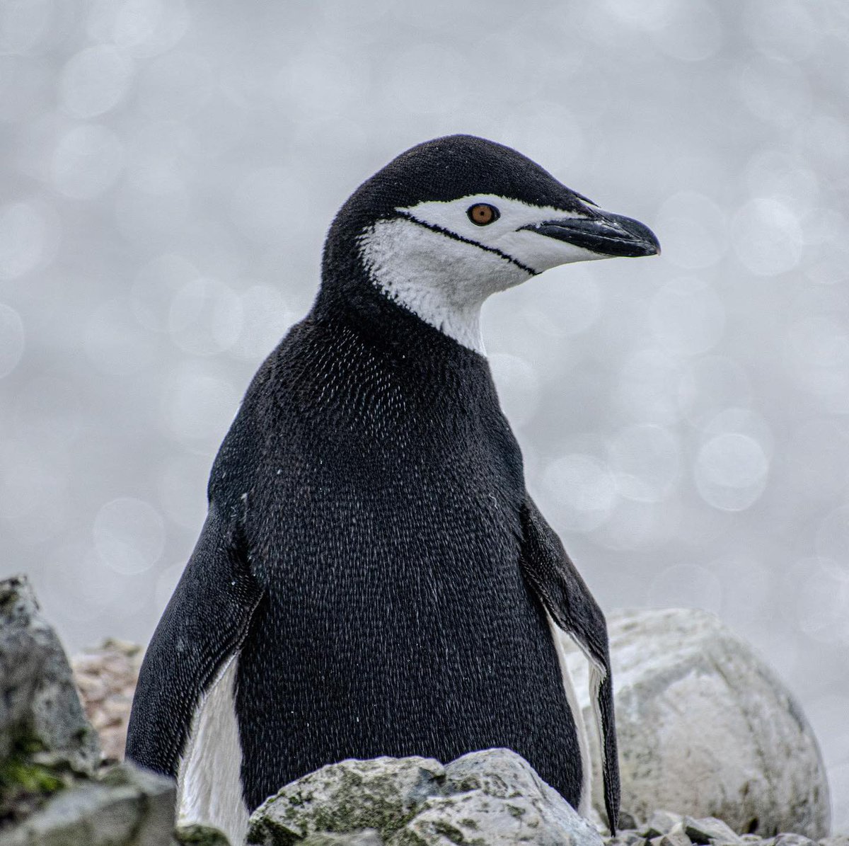 iaato_org's tweet photo. On December 1, 1959, twelve countries active in Antarctic scientific research signed the Antarctic Treaty. This came into force June 23, 1961, creating an unprecedented global partnership that now includes more than 50 countries. #peaceandscience ©️@adibadash_wildlife_photography https://t.co/LS2Ppf4Y4C