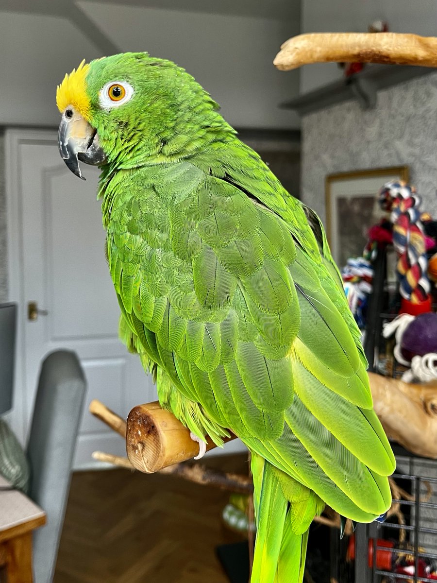 NorthernParrots's tweet photo. This is Martin's cheeky bird Reino. Would you describe your Parrot as cheeky? https://t.co/vLFArg2JpO #amazonparrots https://t.co/7oumNZclWh