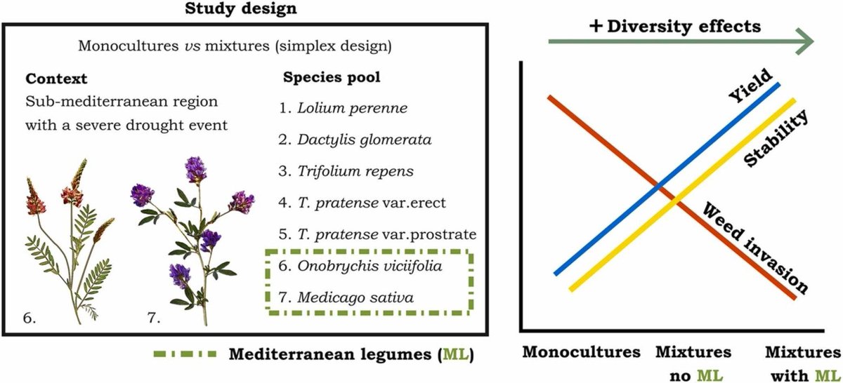 MartinOesterhel's tweet image. Mayor diversidad de especies en la pastura resultó en mayor:
productividad
estabilidad de la productividad
control de malezas

Como dicen los libros