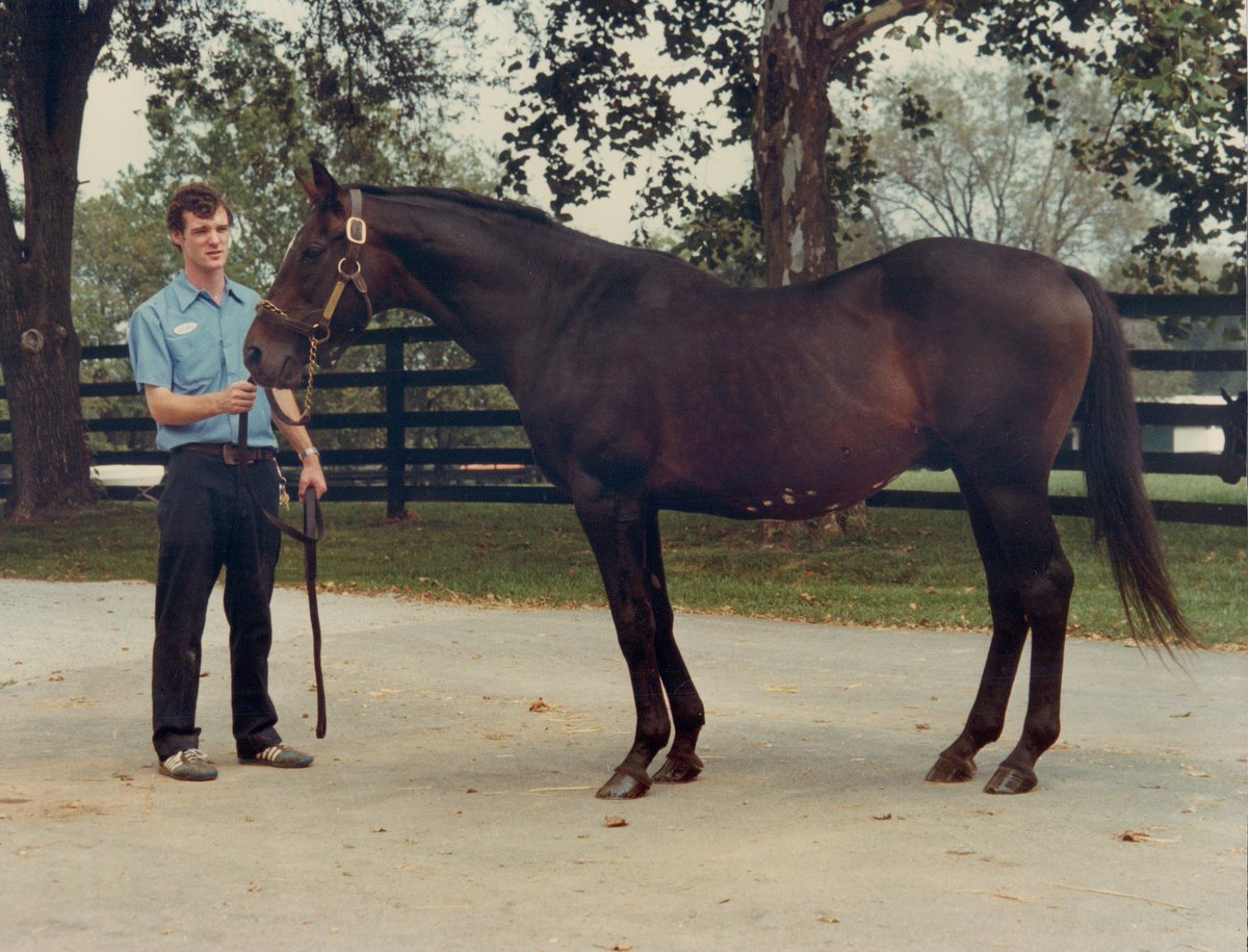 HORSERACING1002's tweet photo. GALLANT MAN 🇮🇪1954
(MIGOLI - MAJIDEH BY MAHMOUD)
#GallantMan
B/ Aga Khan(Ire) Mar 20, 1954
O/ Ralph Lowe
T/ John Nerud 
26-14-4-1---$510,355
Hibiscus S, Belmont S, Jockey Club Gold Cup, Travers S, Peter Pan H, Nassau County H. Hollywood Gold Cup, Sunset H, Metropolitan H. https://t.co/vRhqRBvJKt
