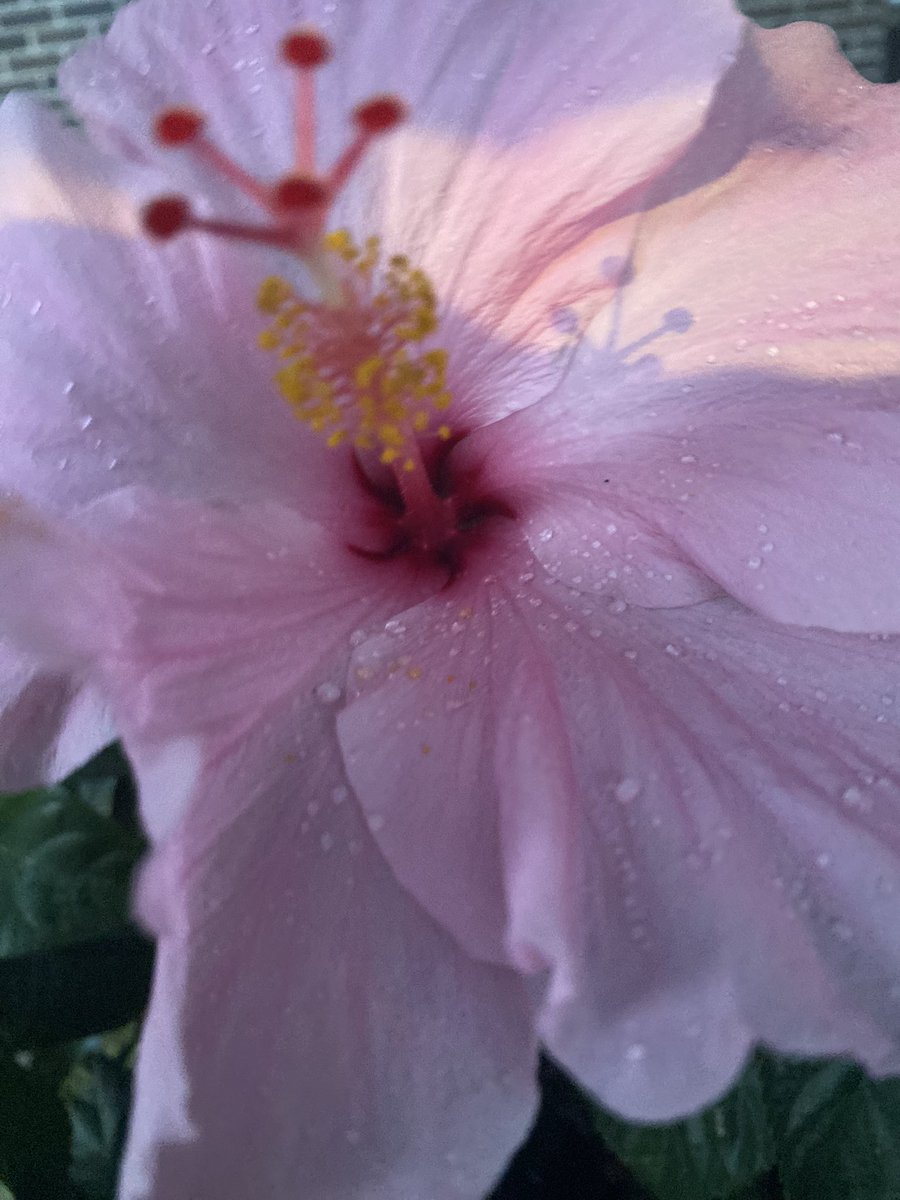 theparkerazzi's tweet image. #pistil #nyc