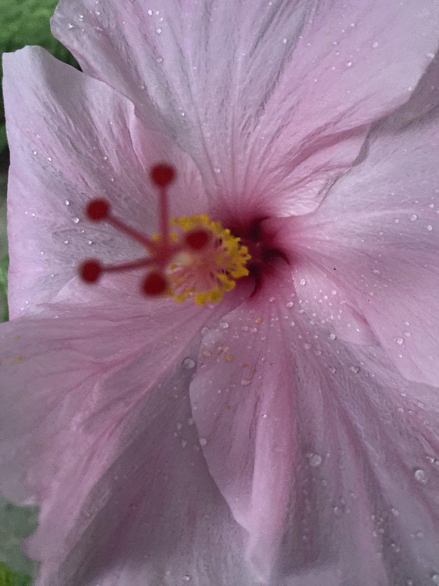 theparkerazzi's tweet image. #pistil #nyc