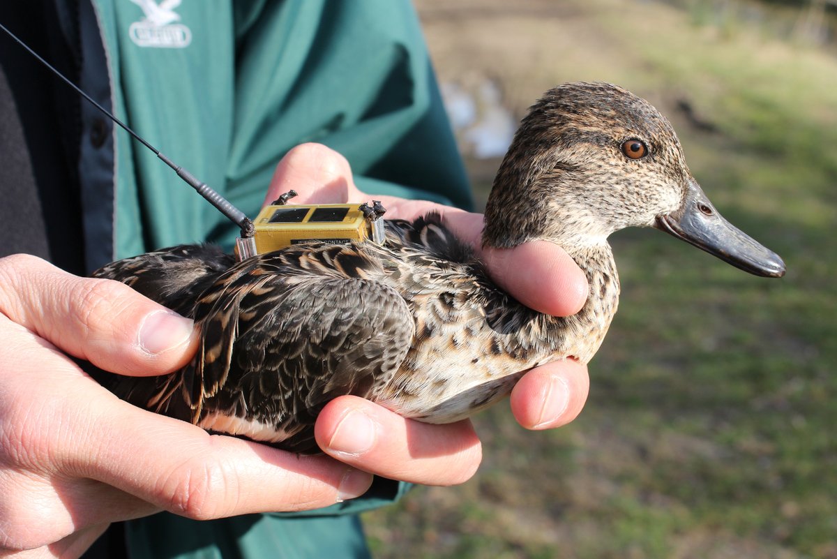 AvianBiology's tweet photo. NEW PAPER: Trailing the heat: Eurasian teal Anas crecca schedule their spring migration basing on the increase in soil temperatures along the route

https://t.co/hNbwVH5ysv

@NordicOikos @WileyEcolEvol
#OpenAccess #OpenAccess #ecology #ornithology #avian #Anatidae https://t.co/OJwZvTIW0d