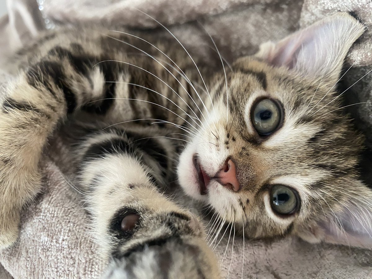 jessigx_'s tweet photo. The prettiest girly 🌙 🩷 ✨ 🐱 https://t.co/azQXsaZkJC