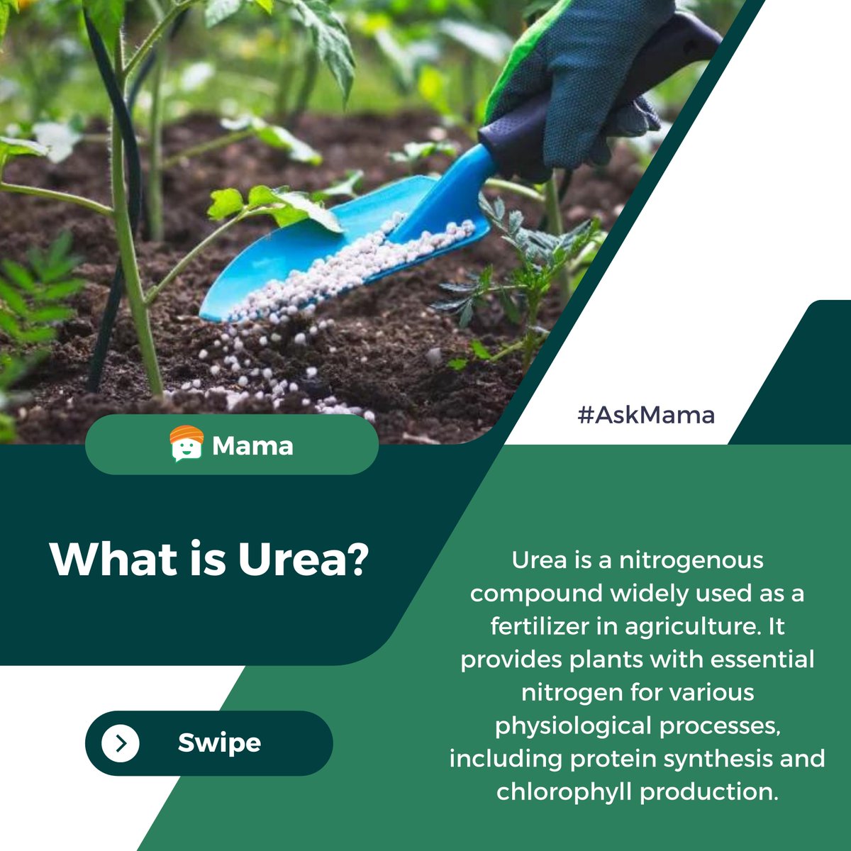 mamarobotics's tweet photo. Understanding Urea: A Key Ingredient in Agriculture! Learn about the importance of Urea in farming. Get insights from Mama- #AskMama!
@IFFCO_PR
What is Urea? https://t.co/h8UxzijrZN