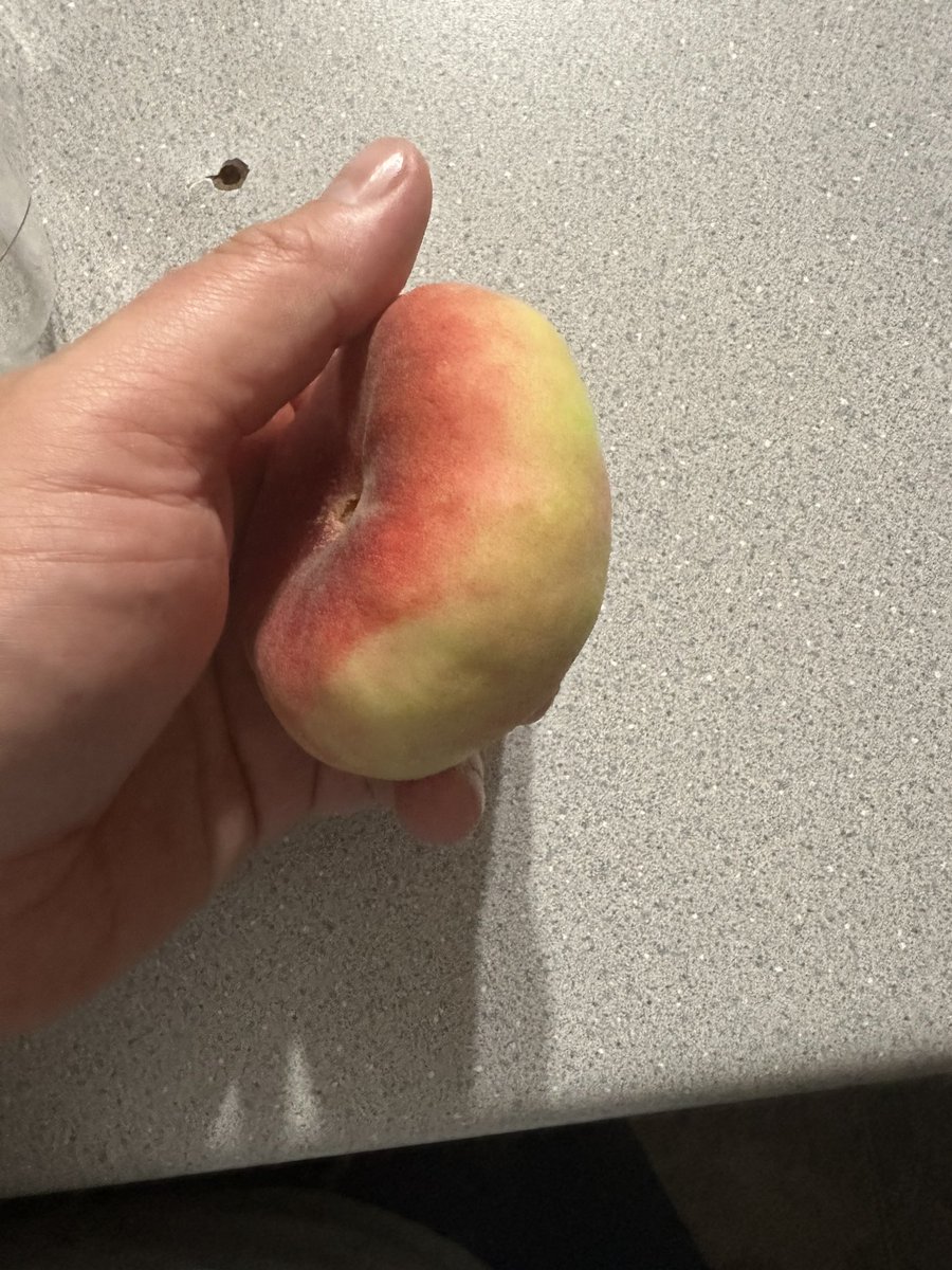 MoshJoody's tweet photo. Couple days late on this #fruitreview. Saturn peaches! Juicy and delicious. 9.1. Out of this world! https://t.co/MPKQpt3JXn