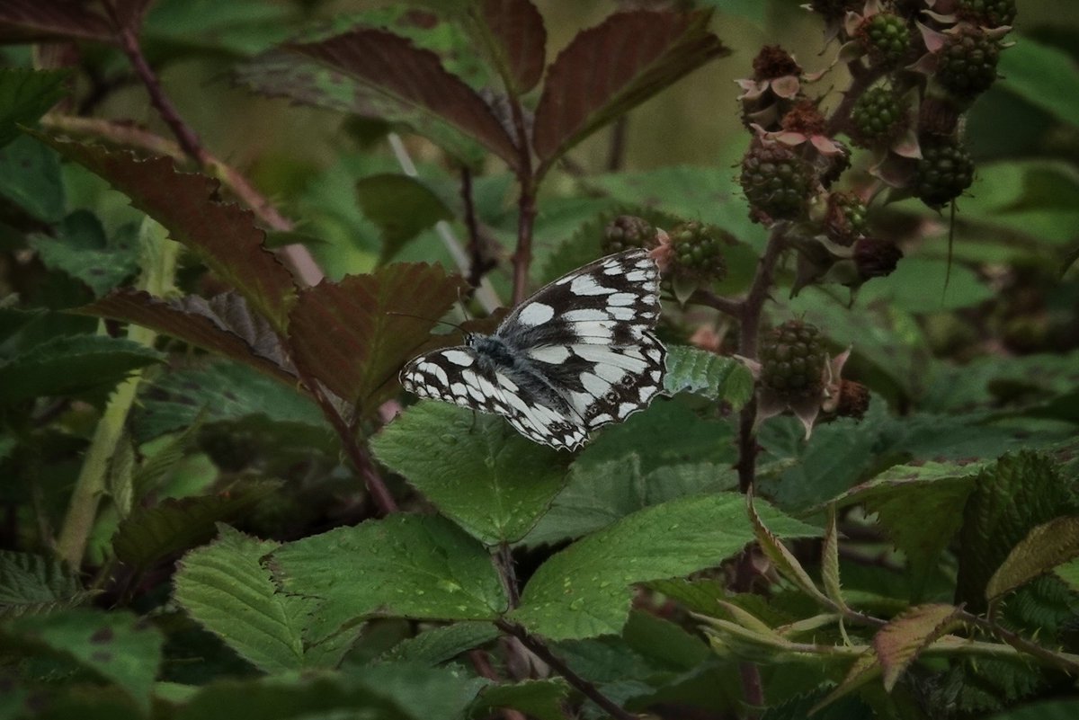 WildDevon tweet media