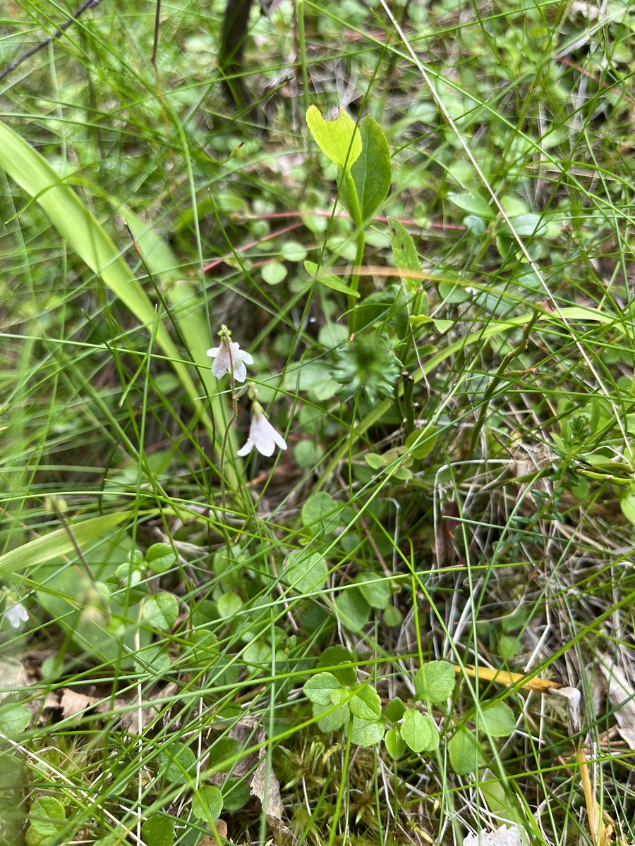 jmapat's tweet photo. Yläkoululaisten kasvien keräily, mikä loistava tapa saada luontoon äidit, isät, ukit, mummut ja kummit! #kasvio #kasvienkeräily #luonto #metsä https://t.co/dmRQlf0UK9
