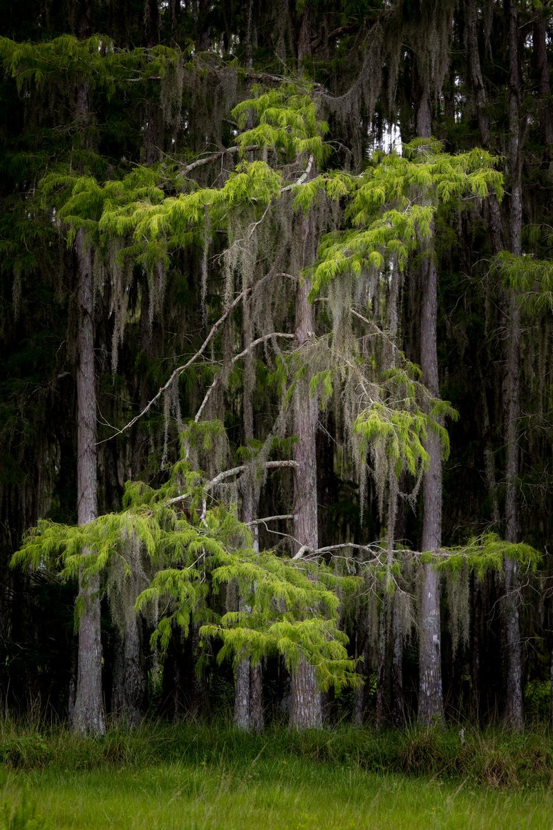 The cypress trees of Dinner Island Ranch did not disappoint.  

#naturephotography #landscapephotography #cypresstrees #florida #floridalandscapephotography #dinnerislandranch #nikon #nikonz9 #Tree #Tranquility #TranquilScene #Nature #Green #ScenicsNature #Outdoors #Growth #plant