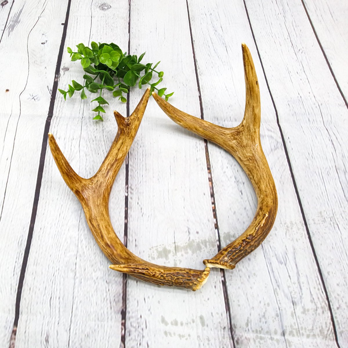 Excited to share the latest addition to my #etsy shop: real deer antlers | urban viking room decor etsy.me/3OiNJpX #white #realdeerantlers #deerantler #deerantlers #urbanantler #vikingantler #urbandecor #vikingdecor #urbandeerdecor #cottagecore #aesthetic