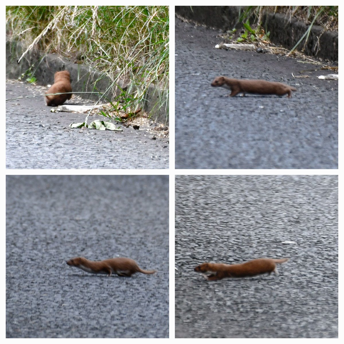 stuart007464's tweet photo. @EdinburghNats @ScotWildlife 
#Duddingston 
Young Kestrel 1of3, Jay 1of3, Stockdove all fledged and flying about in Bawsinch reserve,along with numerous  small birds Wren,Treecreeper, Lt tit,Chiffchaff and Blackcap all with young.Along low road traffic free Weasel hunting. https://t.co/mhHpJJw4dc